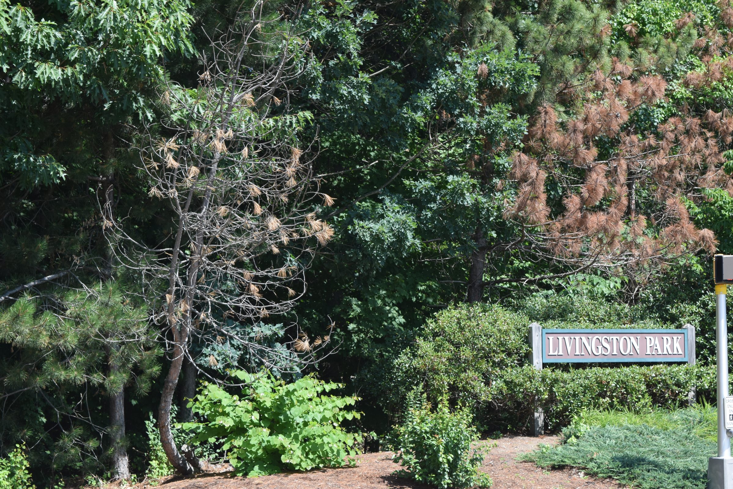 Livingston Park — trail moment 25