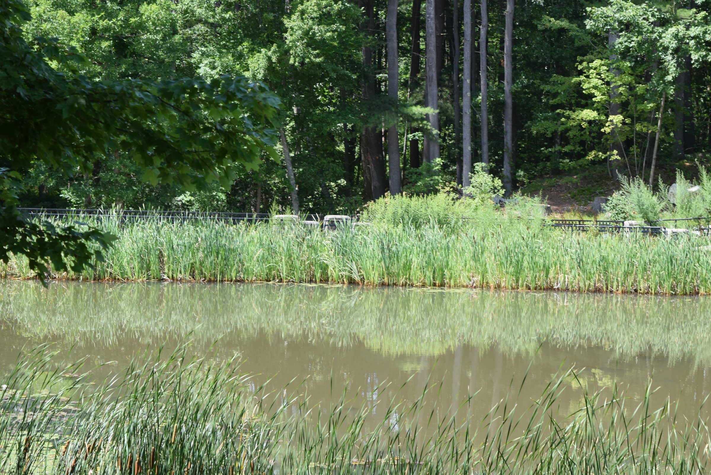 Livingston Park — trail moment 11