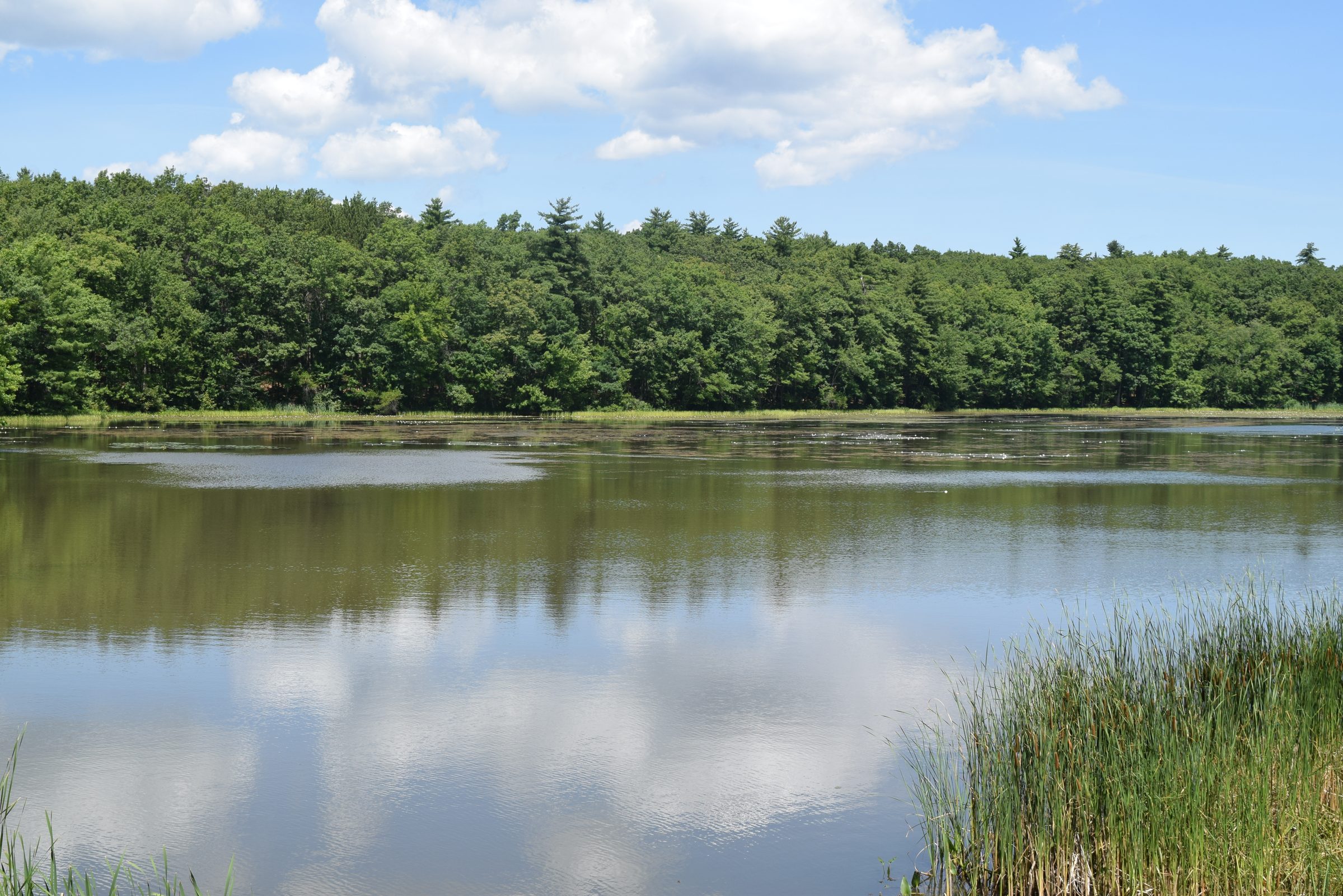 Livingston Park — trail moment 1