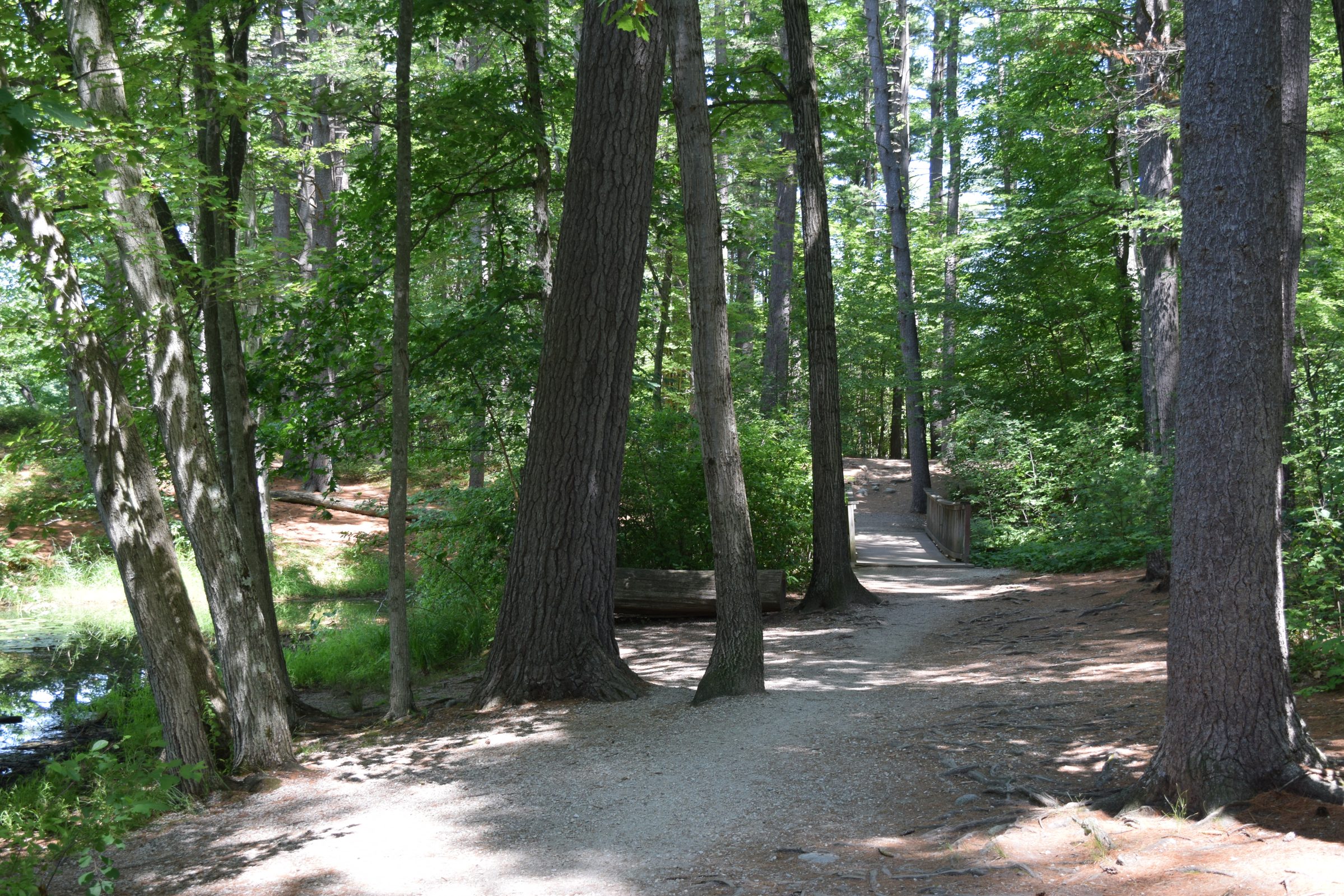 Livingston Park — trail moment 37