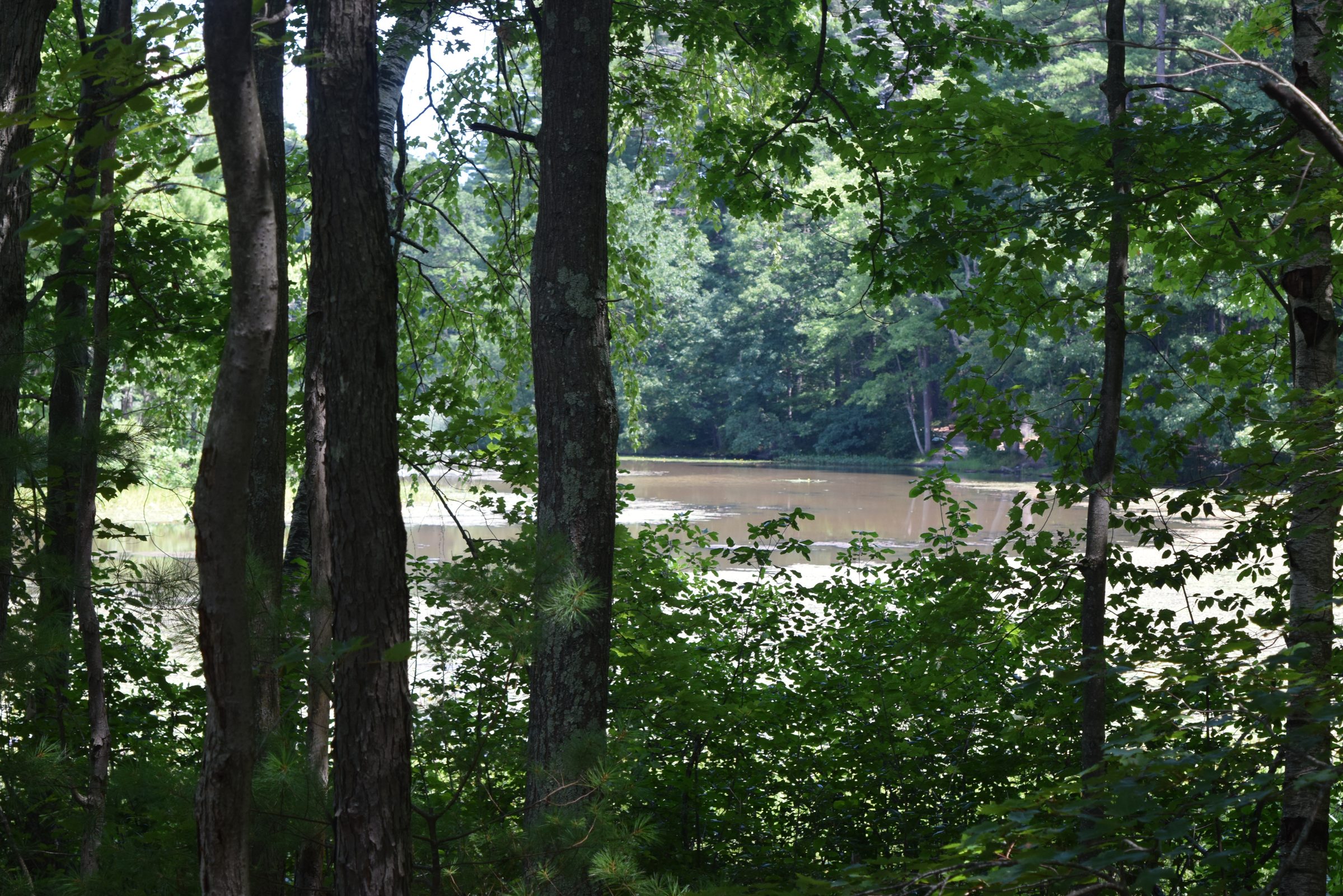 Livingston Park — trail moment 29