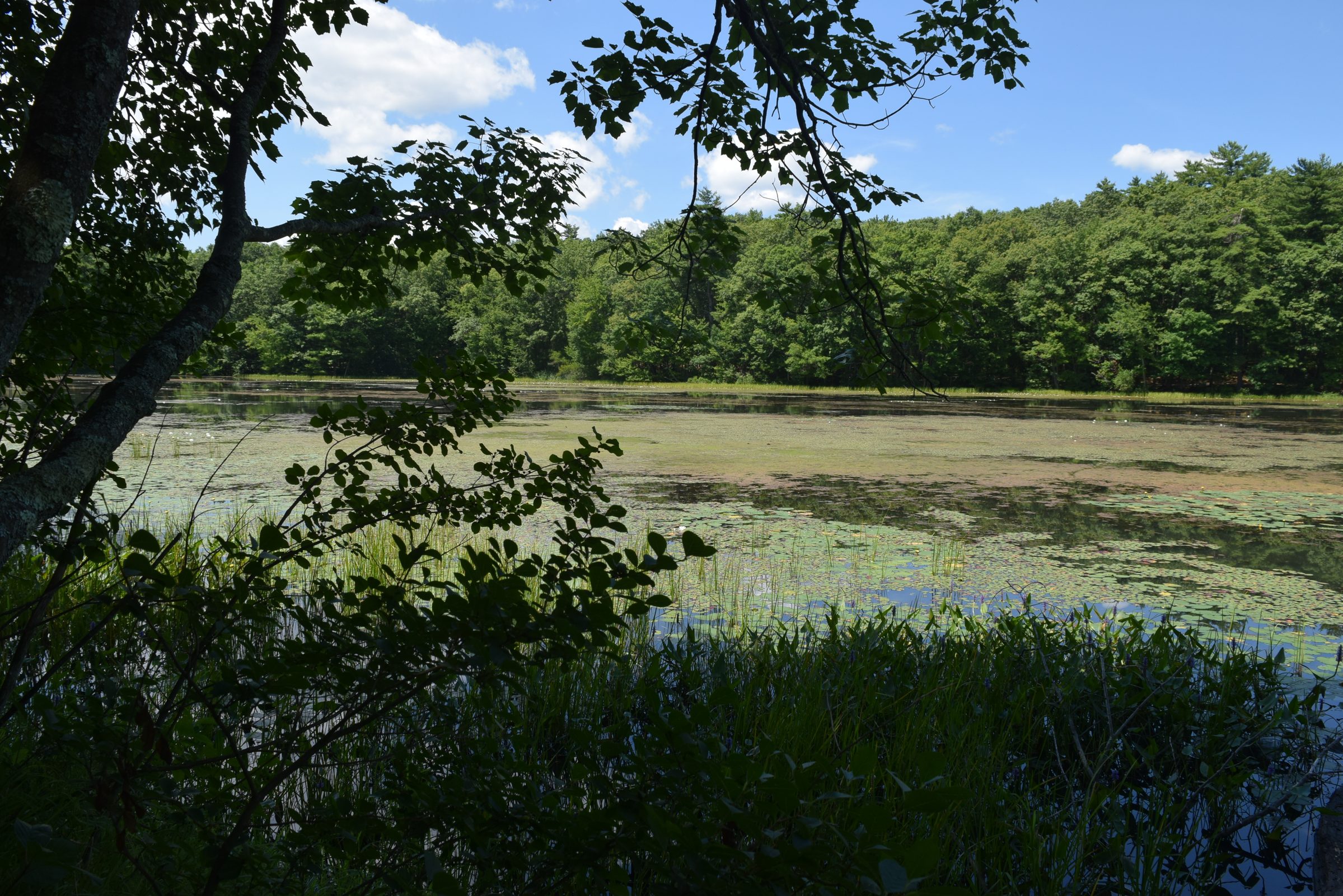 Livingston Park — trail moment 40