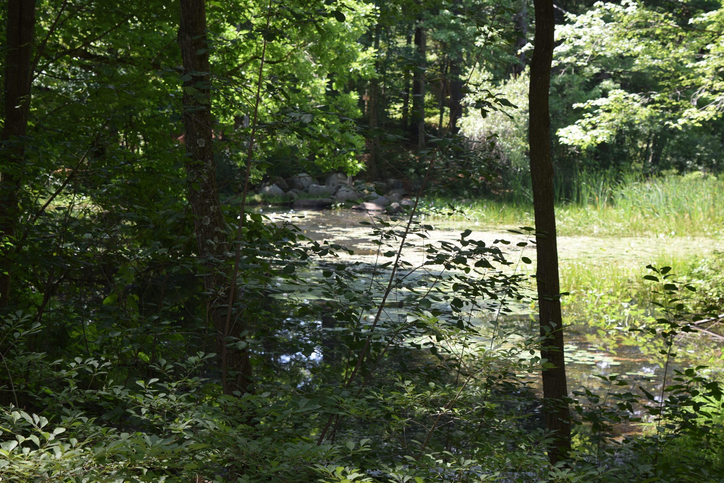 Livingston Park — trail moment 35